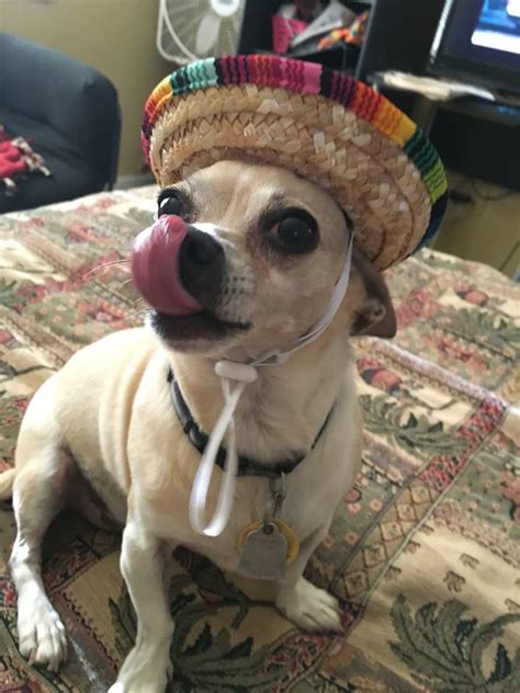 Chihuahua In A Sombrero Back To His Roots Rdogswearinghats