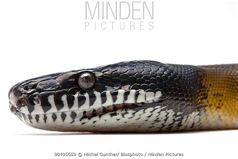Minden Pictures White Lipped Python Leiopython Albertisii Paris
