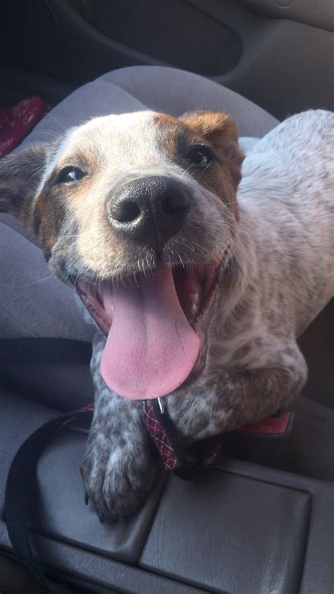 Pozie Pitbull And Red Heeler Mix