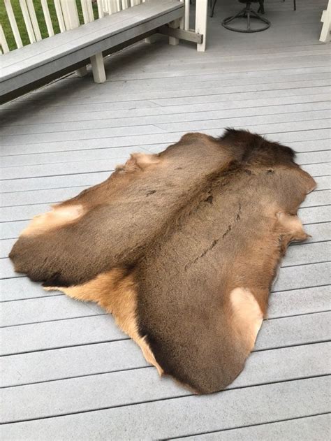 Tanned Cow Elk Hide Measures 71”x52” Message For More Details Great For