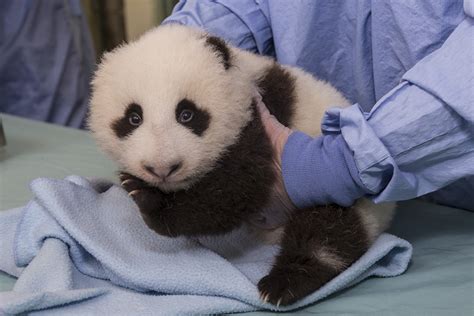 Baby Panda Pics See A Cub Growing Up Live Science