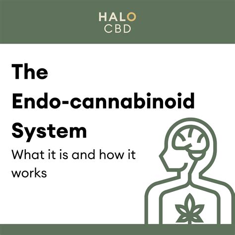 The Endo Cannabinoid System What It Is And How It Works Halo
