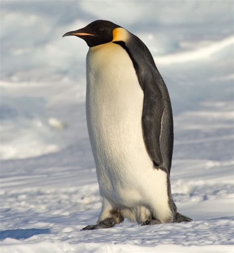 Fileemperor Penguin Manchot Empereur Wikipedia