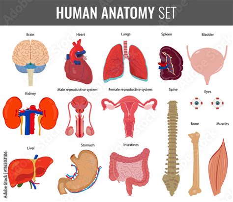 Human Internal Organs Anatomy Set Vector Kaufen Sie Diese