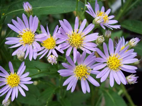 Aster Tataricus Tatarian Aster World Of Flowering Plants