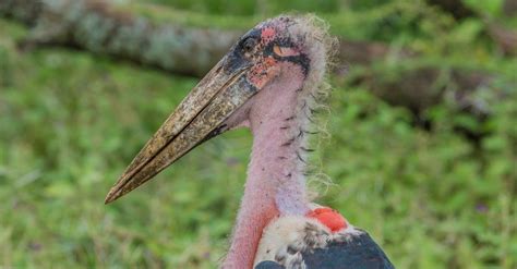 Top 10 Ugliest Birds In The World A Z Animals