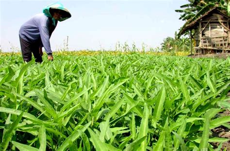 Budidaya Tanaman Kangkung Homecare