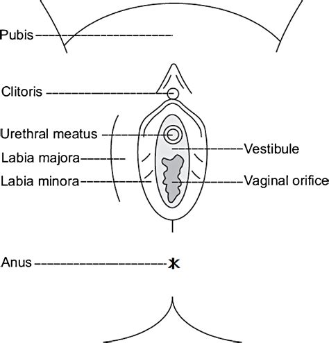 Anatomical Diversity Of The Female External Genitalia And Its