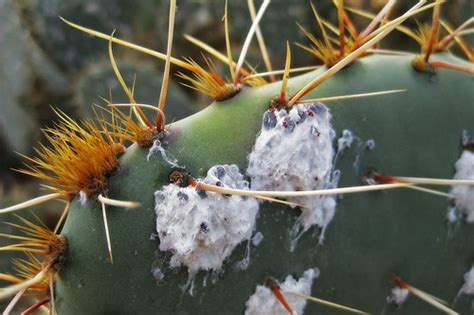 It happened when you didn't store or handling the cheese. Cactus Lover: Cochineal vs Cactus