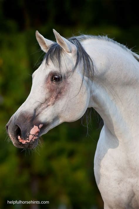 main types  purebred arabian horses arabian horse horses pure bred