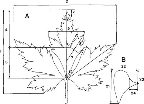 Figure 1 From Morphological Evidence Of Hybridization Between Aconitum