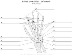 Anatomical position describes the orientation of a body or body parts. 12 Best Images of Skull Anatomy And Physiology Worksheets - Skull Bones Worksheet, Human Anatomy ...