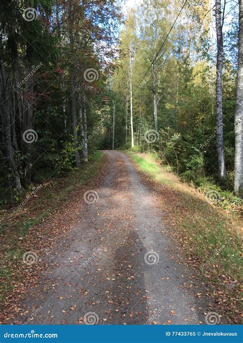 Lonely Path In The Forest Stock Image Image Of Autumn 77433765