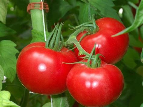 A Good Tomato Crop How To Grow A Large Crop Of Tomato How To Prepare Soil
