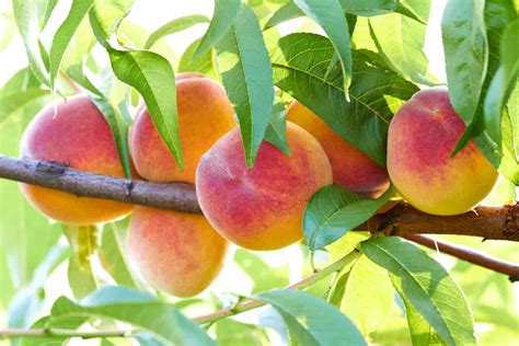 When To Plant A Peach Tree And Where Minneopa Orchards