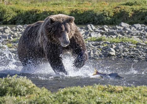 Brown Bear The Chase National Geographic Animals Nature
