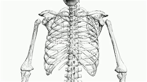 The twelve thoracic vertebrae of the chest and upper back are located in the spinal column inferior to the cervical vertebrae of the neck and superior to lumbar vertebrae of the lower back. Rotation of 3D skeleton.ribs,chest,anatomy,human,medical ...