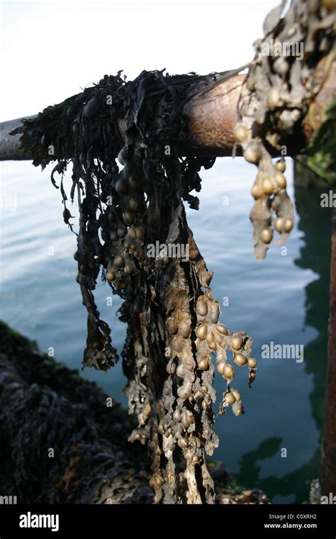 Hanging Seaweed Under Pier Jetty In Wales Stock Photo Alamy