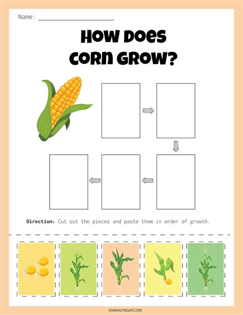 Corn Life Cycle Instant Download Stem Workbook Digital Download Kids