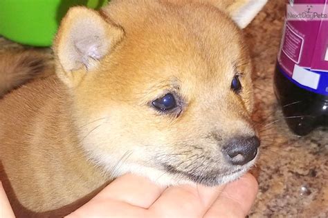 It is independent, but affectionate and loving. Hanako: Shiba Inu puppy for sale near Orlando, Florida. | 9bef969f-4ca1