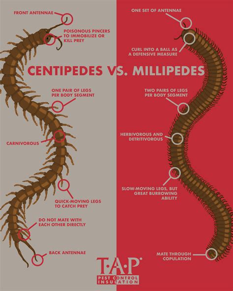 Centipedes Vs Millipedes Tap® Pest Control Insulation Tap® Pest
