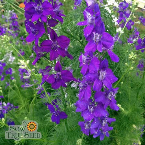 1000 Larkspur Seeds Giant Imperial Mix Delphinium Consolida Combsh A16