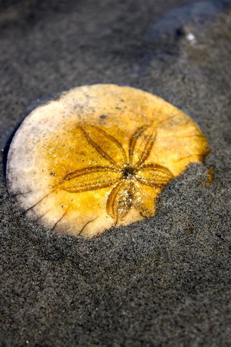 Sand Dollar Photograph By Tanya Peters Pixels