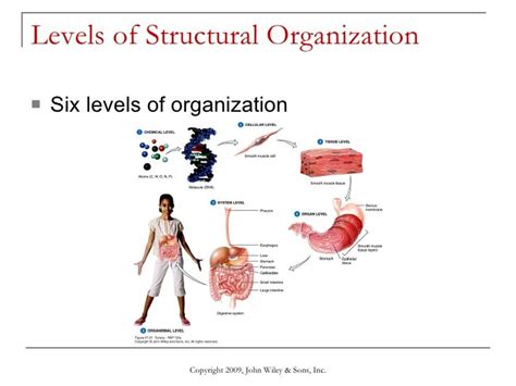 Levels Of Organization Anatomy Anatomical Charts And Posters