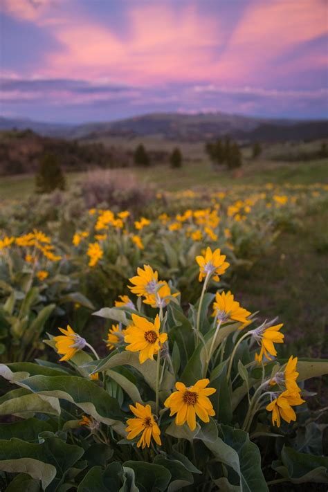 Yellowstone Wildflowers Wild Flowers Yellowstone Yellowstone