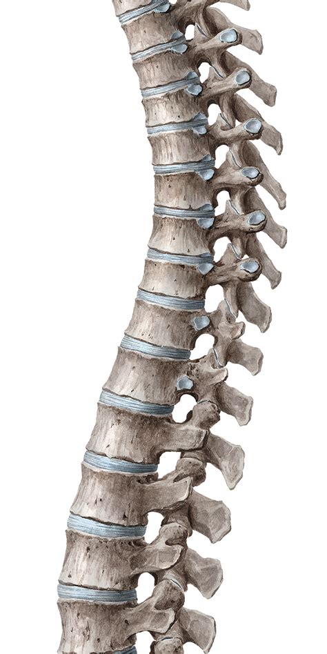 the vertebral column