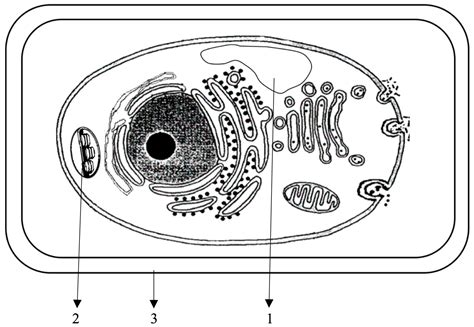 Top 192 Dibujo Celula Eucariota Para Completar Ginformatemx