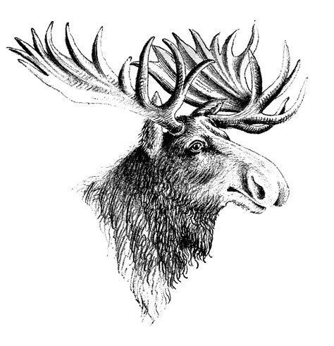 Free Moose Sketch Cliparts Download Free Moose Sketch Cliparts Png