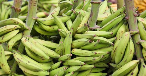 What Are The Health Benefits Of Plantains Livestrongcom