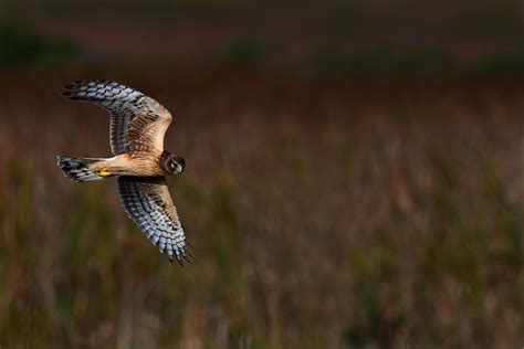 Marshhawkflight1 Marsh Hawk Aka Northern Harrier In Flight Flickr