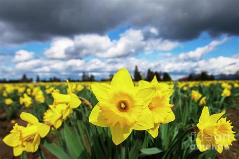 Daffodil Under Stormy Skies In Skagit County Wash 0193 Photograph