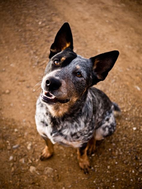 213 Best Heelers Images On Pinterest Australian Cattle Dog Blue
