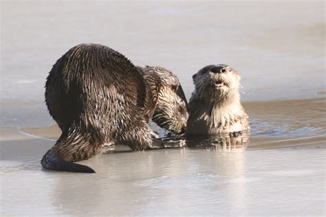 Marthas Vineyard Magazine Tracking Island Otters