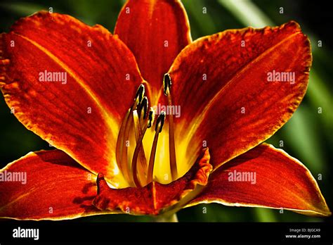 Fire Lily Flower Stock Photo Alamy