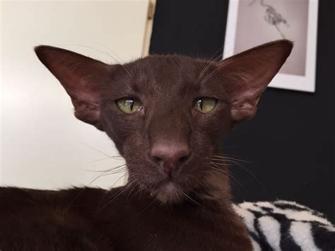 Regular short haired domestic cats, ones a tuxedo and the other is a tortoise shell. 17 Best images about Oriental Shorthair cat on Pinterest ...