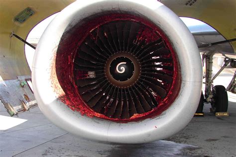 this is what it looks like when a person goes through a 737 engine [nsfw] r wtf