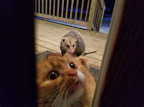 Why do some cats insist on eating mice when there is perfectly good cat food available to them? Cat Has Hilarious Reaction When Opossum Steals His Food