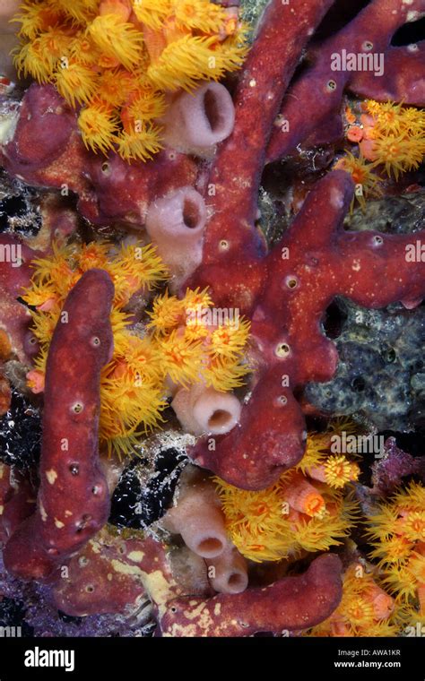 Orange Cup Coral Tubastraea Coccinea Stock Photo Alamy