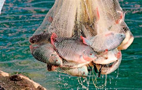 La Pesca Mexicana Acusará Los Graves Efectos Del Cambio Climático En