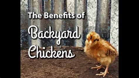 Backyard Chickens Youtube