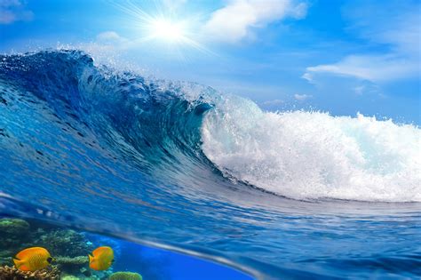 Fish Sea Waves Nature Wallpapers Hd Desktop And