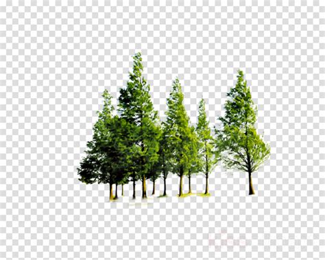 Download High Quality Forest Clipart Transparent Background Transparent