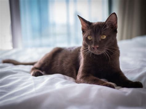 170 Evil Cat Names Villainous Options For Your Kitten Pet Keen