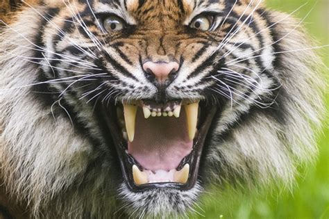 Worlds Rarest Type Of Tiger Arrives To Hungarian Zoo Hungary Today