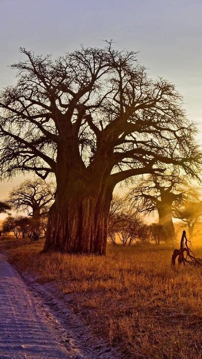 X Baobab Tree X Resolution Hd K Wallpapers Images