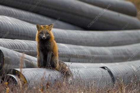 Hybrid Of Red Fox And Arctic Fox Stock Image C0411195 Science